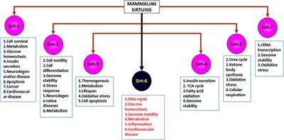 Sirt6 Deacetylase: A Potential Key Regulator in the Prevention of Obesity, Diabetes and Neurodegenerative Disease